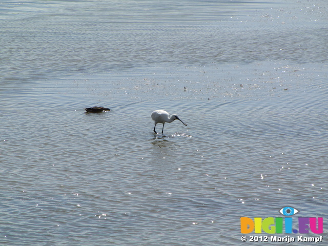 SX24519 Spoonbill